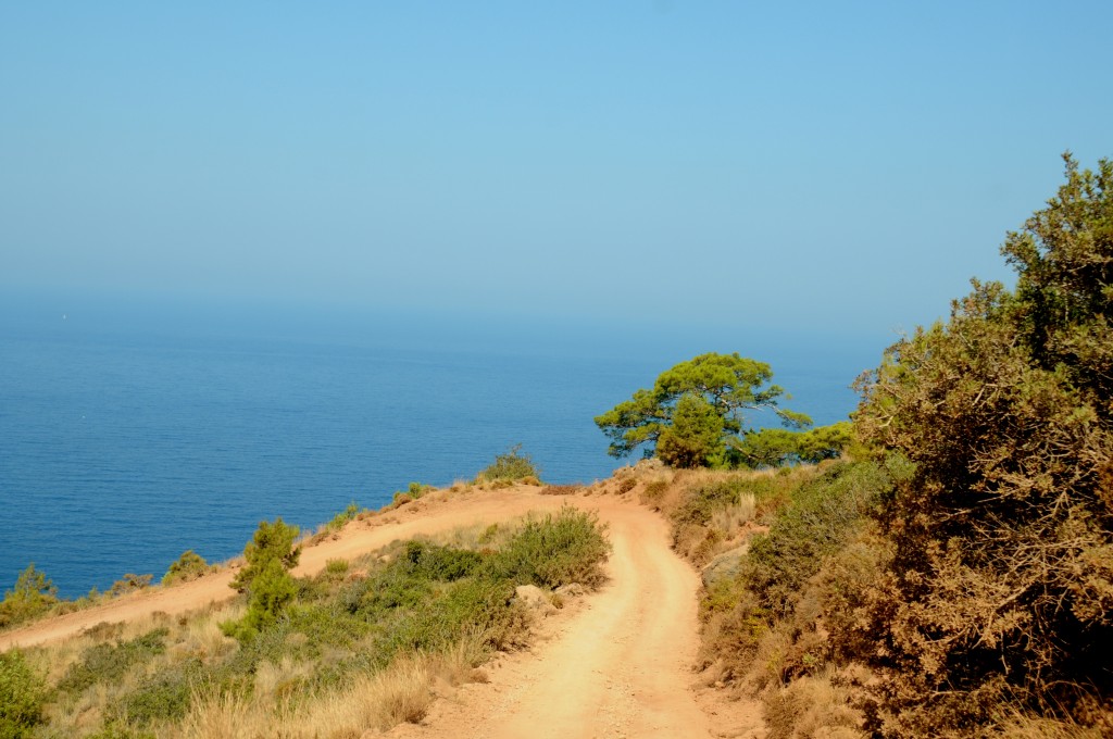 Kabak Koyu 123