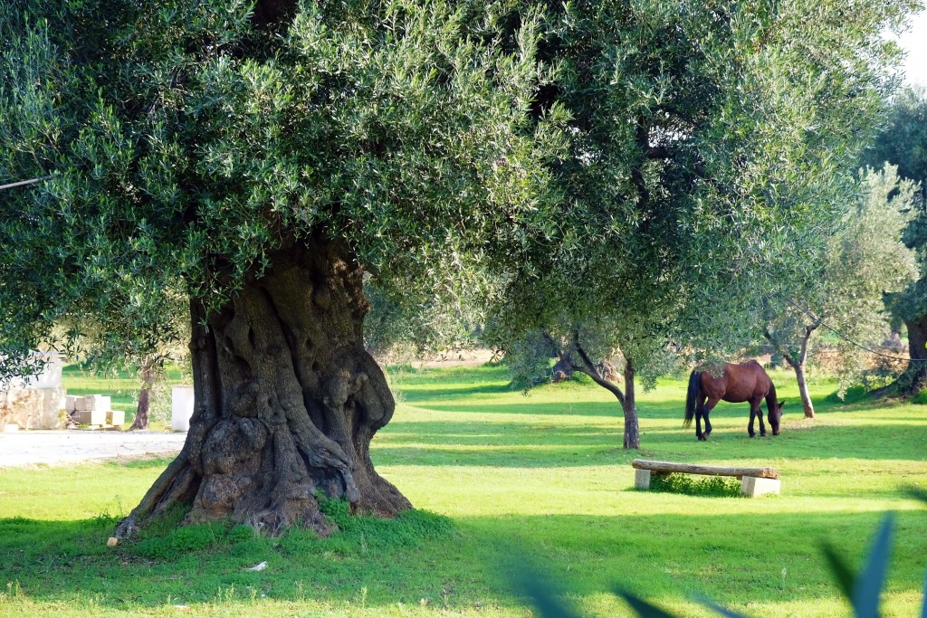 Puglia-ItriaValley-Masseria